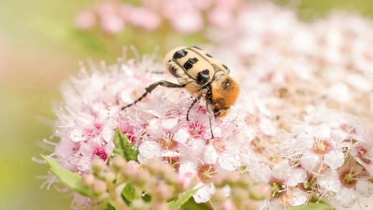 Fint med spirea illustration